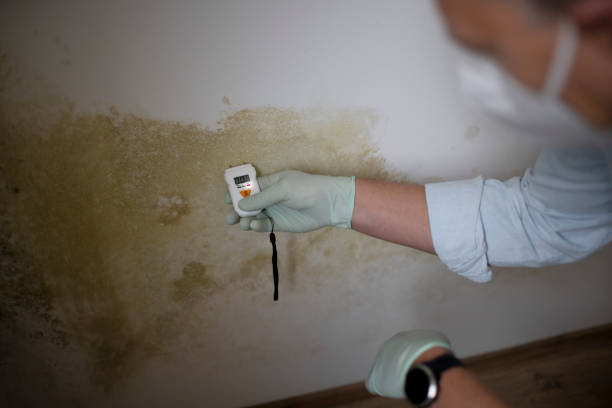 Why You Should Choose Our Mold Remediation Services in Larksville, PA